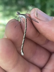 Lestes congener