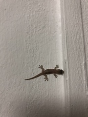 Gehyra mutilata