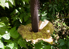 Amorphophallus hirtus