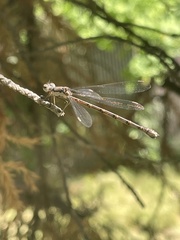 Lestes congener