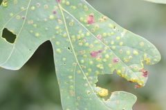 Neuroterus tantulus