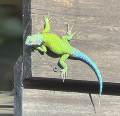 Sceloporus taeniocnemis