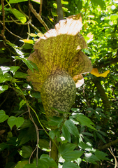 Amorphophallus hirtus