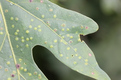 Neuroterus tantulus