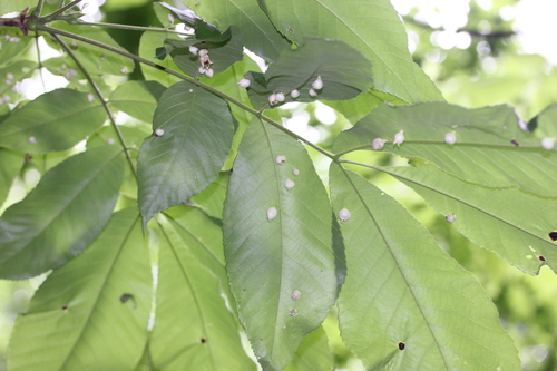 Phylloxera caryaegummosa