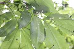 Phylloxera caryaegummosa