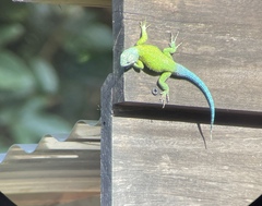 Sceloporus taeniocnemis