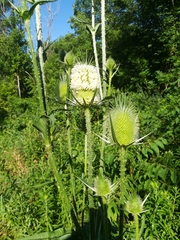 Dipsacus laciniatus