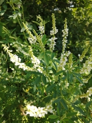Melilotus albus image