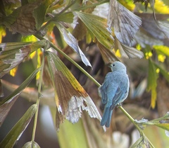 Sceloporus taeniocnemis