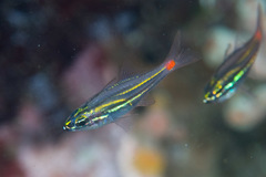 Redspot Cardinalfish photo 5