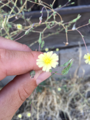 Lactuca serriola