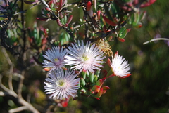 Lampranthus productus