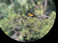 Sceloporus taeniocnemis