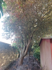 Angiospermae