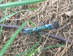 Podarcis siculus siculus