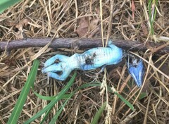 Podarcis siculus siculus