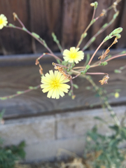 Lactuca serriola