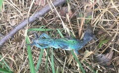 Podarcis siculus siculus