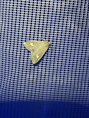 Udea alpinalis