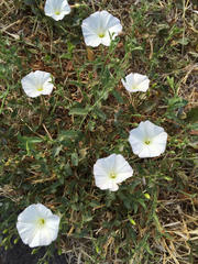 Convolvulus arvensis