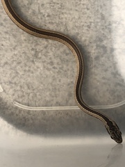 Pseudalsophis elegans