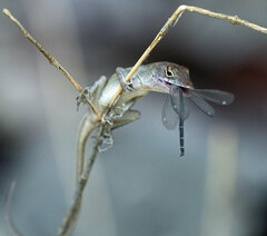 Brown Anole photo 2