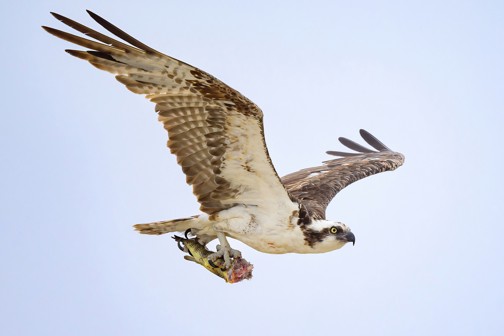 Ospreys