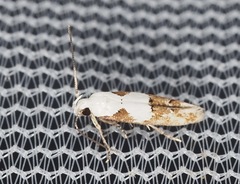 Mompha circumscriptella
