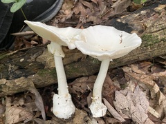 Amanita magnivelaris