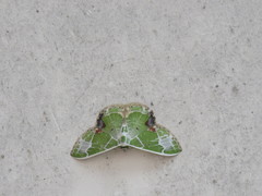 Comibaena albimarginata