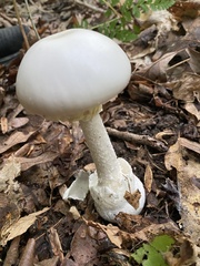 Amanita magnivelaris