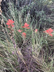 Castilleja nelsonii