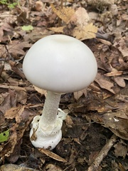 Amanita magnivelaris