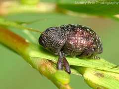 Chalcodermus collaris