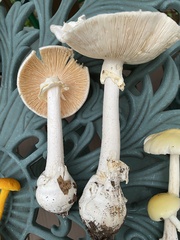 Amanita magnivelaris