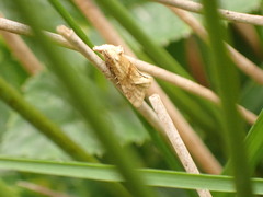 Cochylimorpha straminea