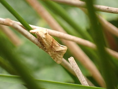 Cochylimorpha straminea