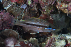 Iridescent Cardinalfish photo 2
