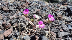 Diplacus deschutesensis