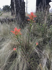Castilleja nelsonii