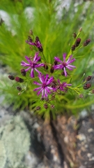 Vernonia lettermannii