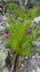 Vernonia lettermannii