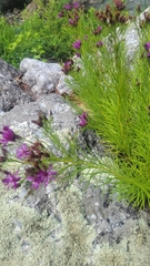 Vernonia lettermannii