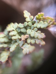 Oeosporangium