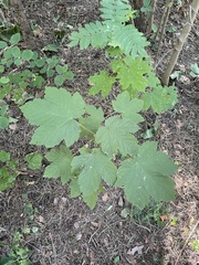 Acer pseudoplatanus
