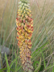 Crotalaria comosa