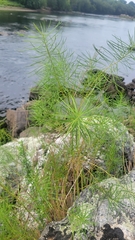 Amsonia hubrichtii