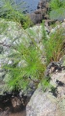 Amsonia hubrichtii