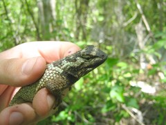 Sceloporus melanorhinus